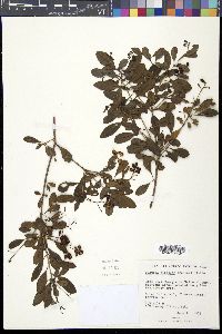 Guapira discolor image