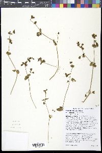 Mirabilis laevis var. villosa image