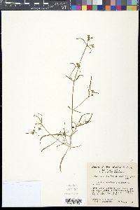 Mirabilis linearis image