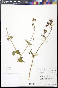 Mirabilis comata image