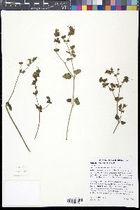 Mirabilis laevis image