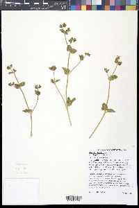 Mirabilis laevis var. villosa image
