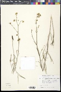 Mirabilis linearis image