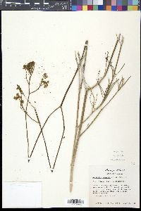 Mirabilis linearis image