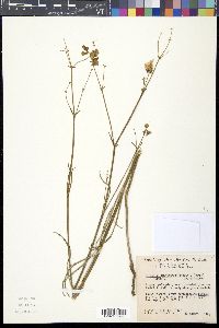 Mirabilis linearis image