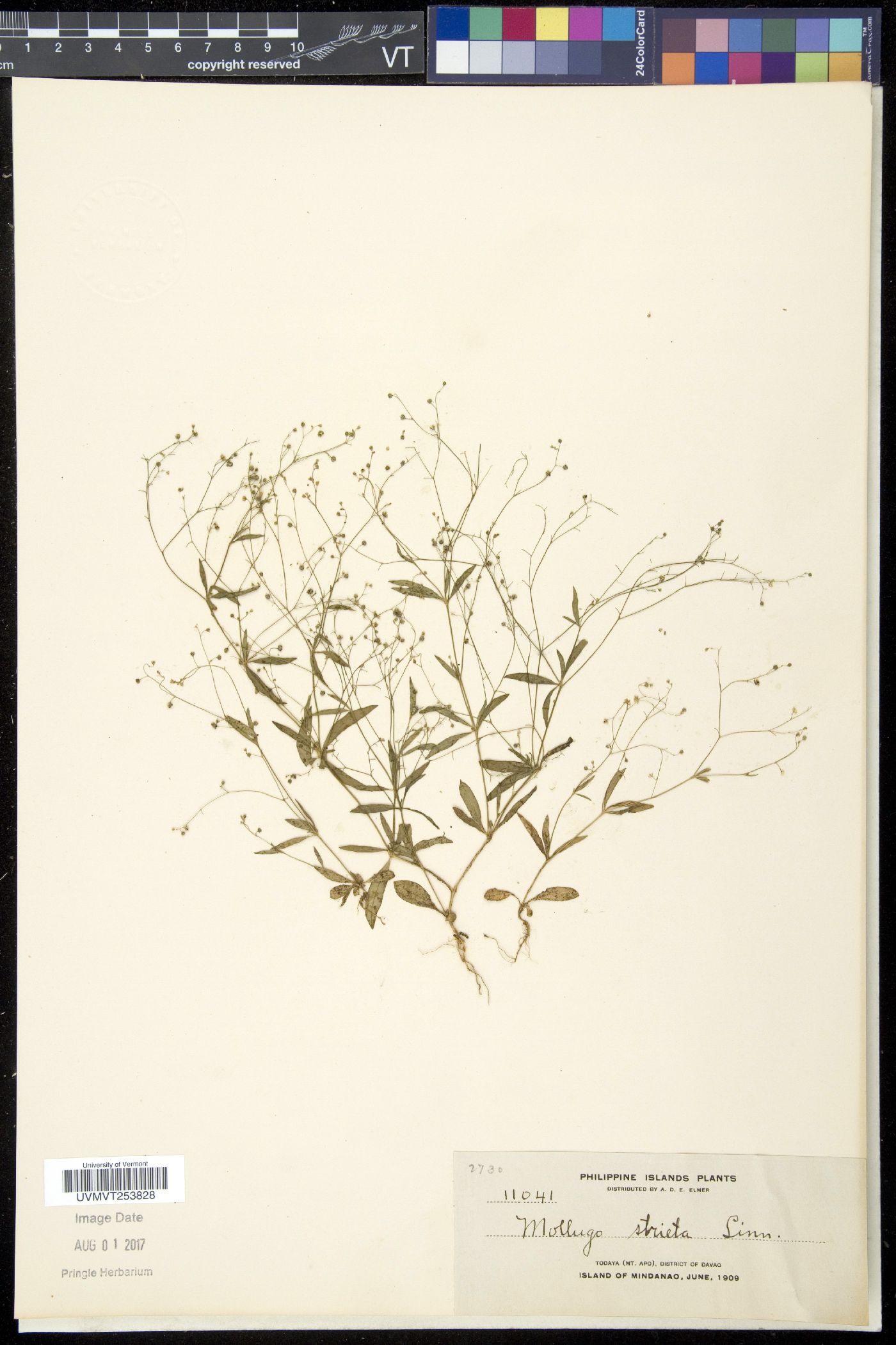 Mollugo stricta image
