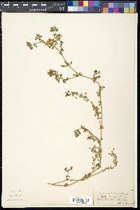 Glinus oppositifolius image