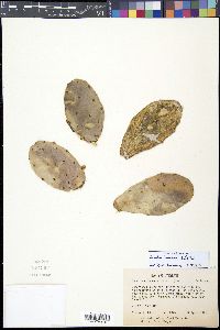 Opuntia humifusa image