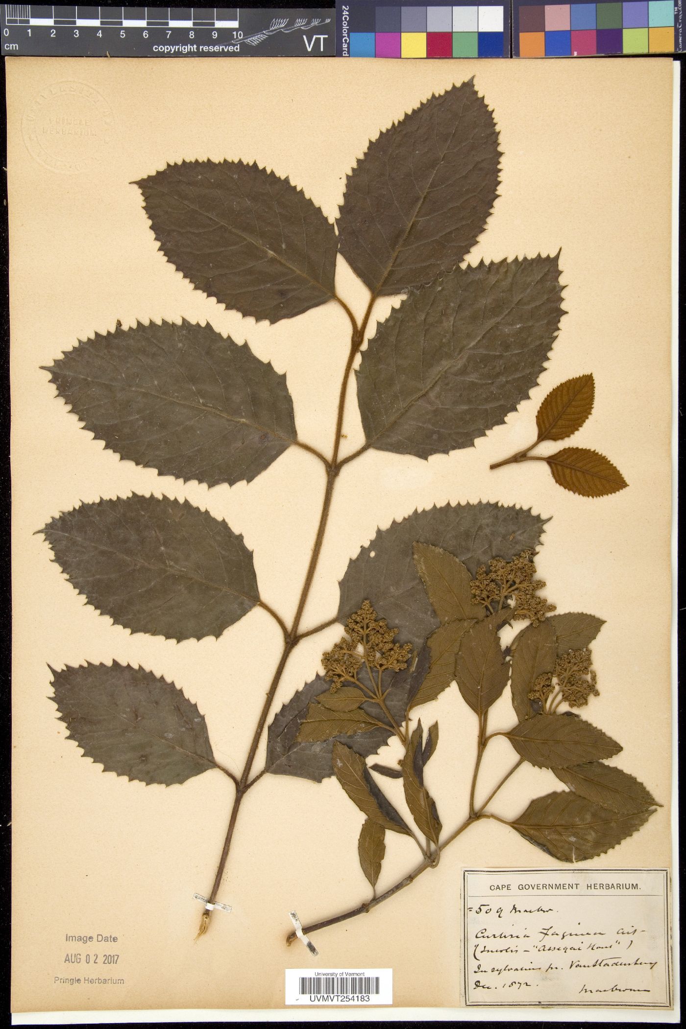 Curtisiaceae image