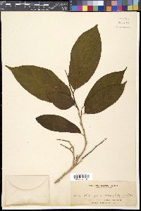 Media resource of Alangium octopetalum