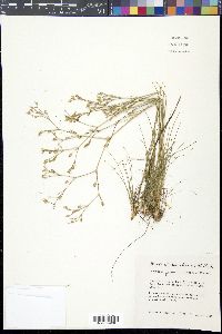 Eremogone fendleri image