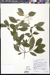 Cornus racemosa image