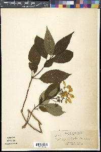 Hydrangea chinensis image