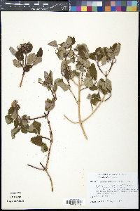 Jamesia americana image