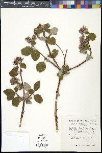 Jamesia americana image
