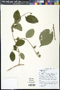 Philadelphus coronarius image