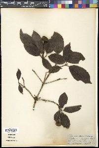 Cornus capitata image