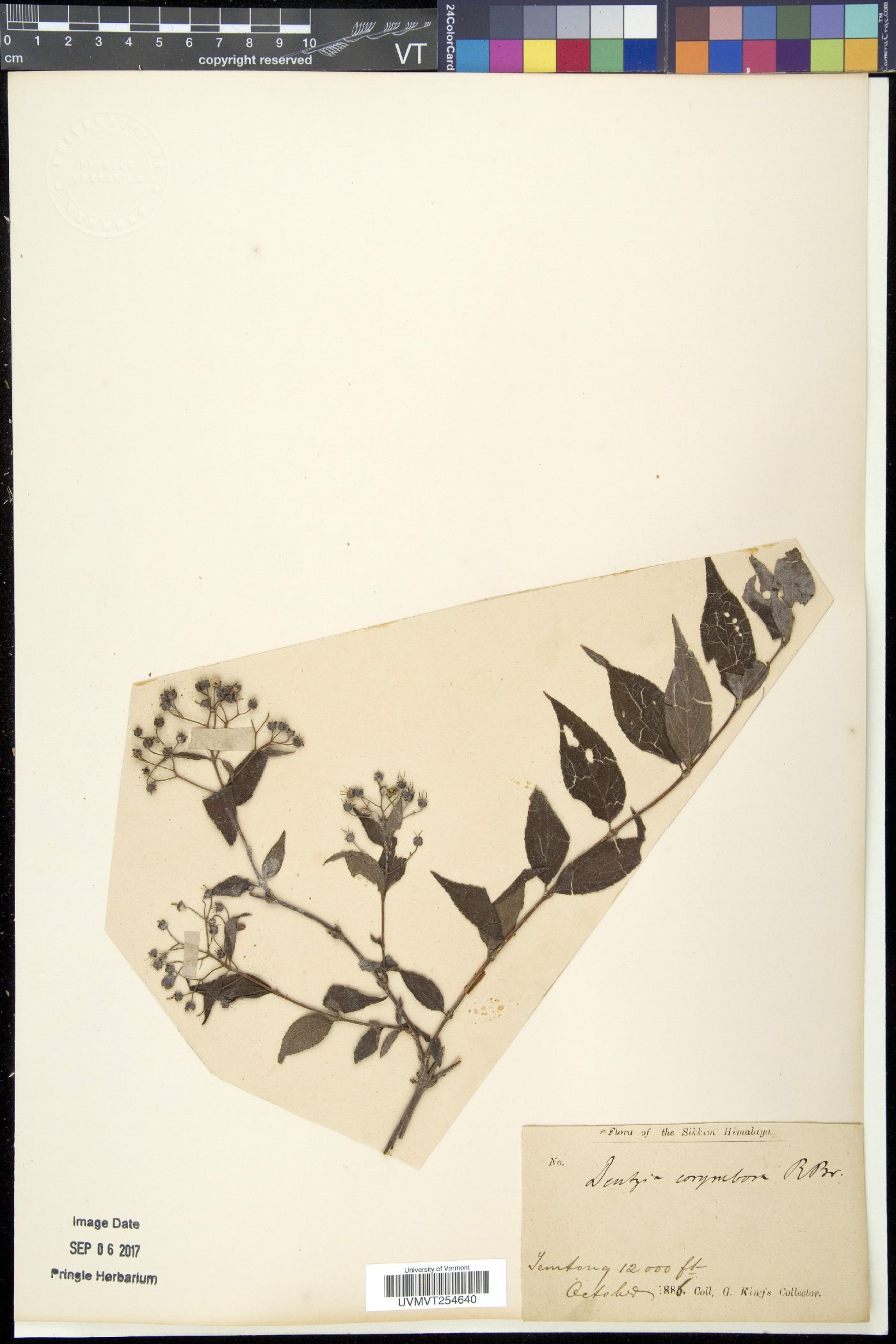 Deutzia corymbosa image