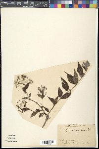 Deutzia corymbosa image