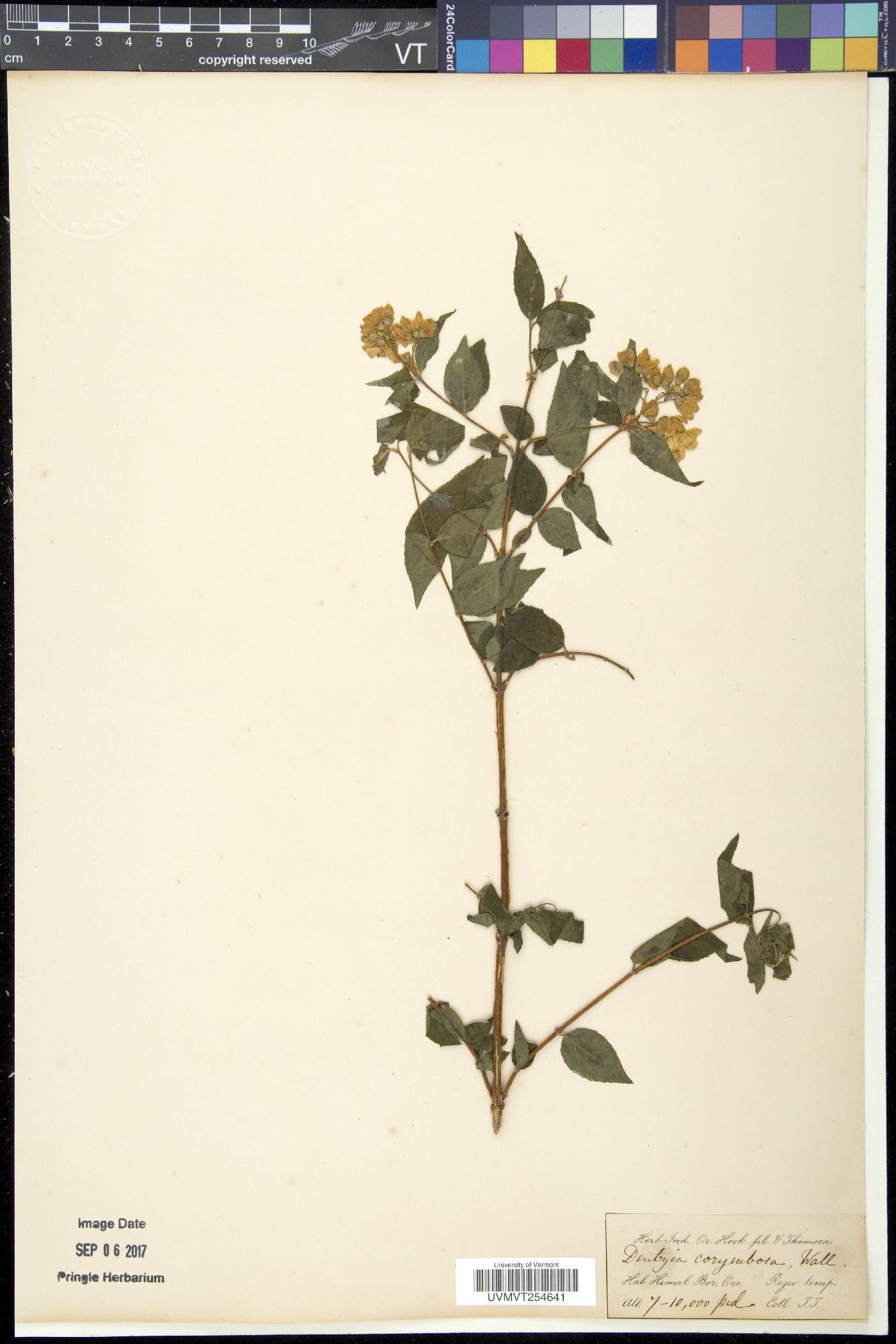 Deutzia corymbosa image