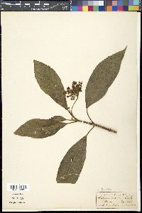 Hydrangea febrifuga image