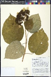 Hydrangea arborescens var. discolor image