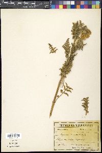 Caiophora chuquitensis image