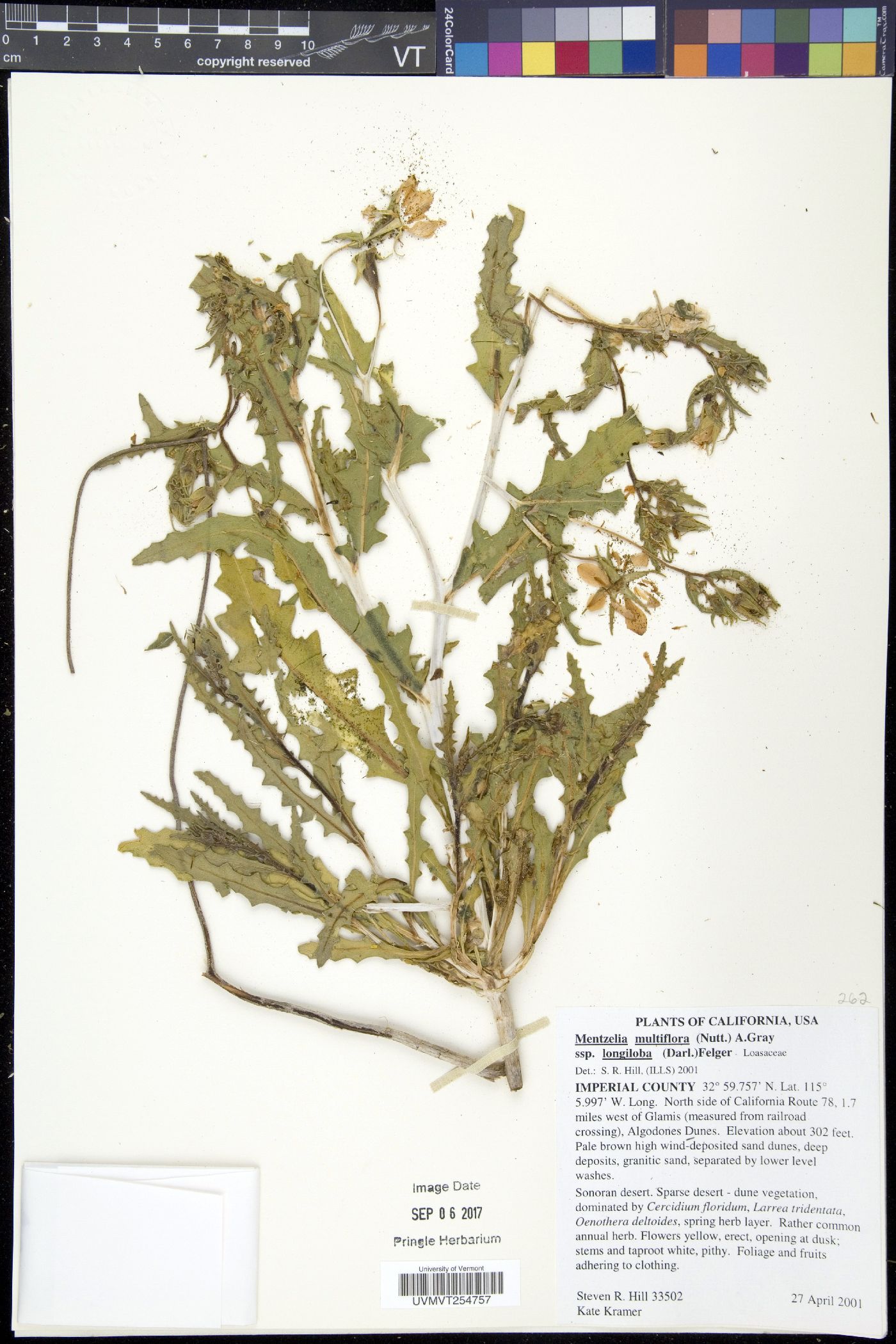 Mentzelia multiflora var. longiloba image