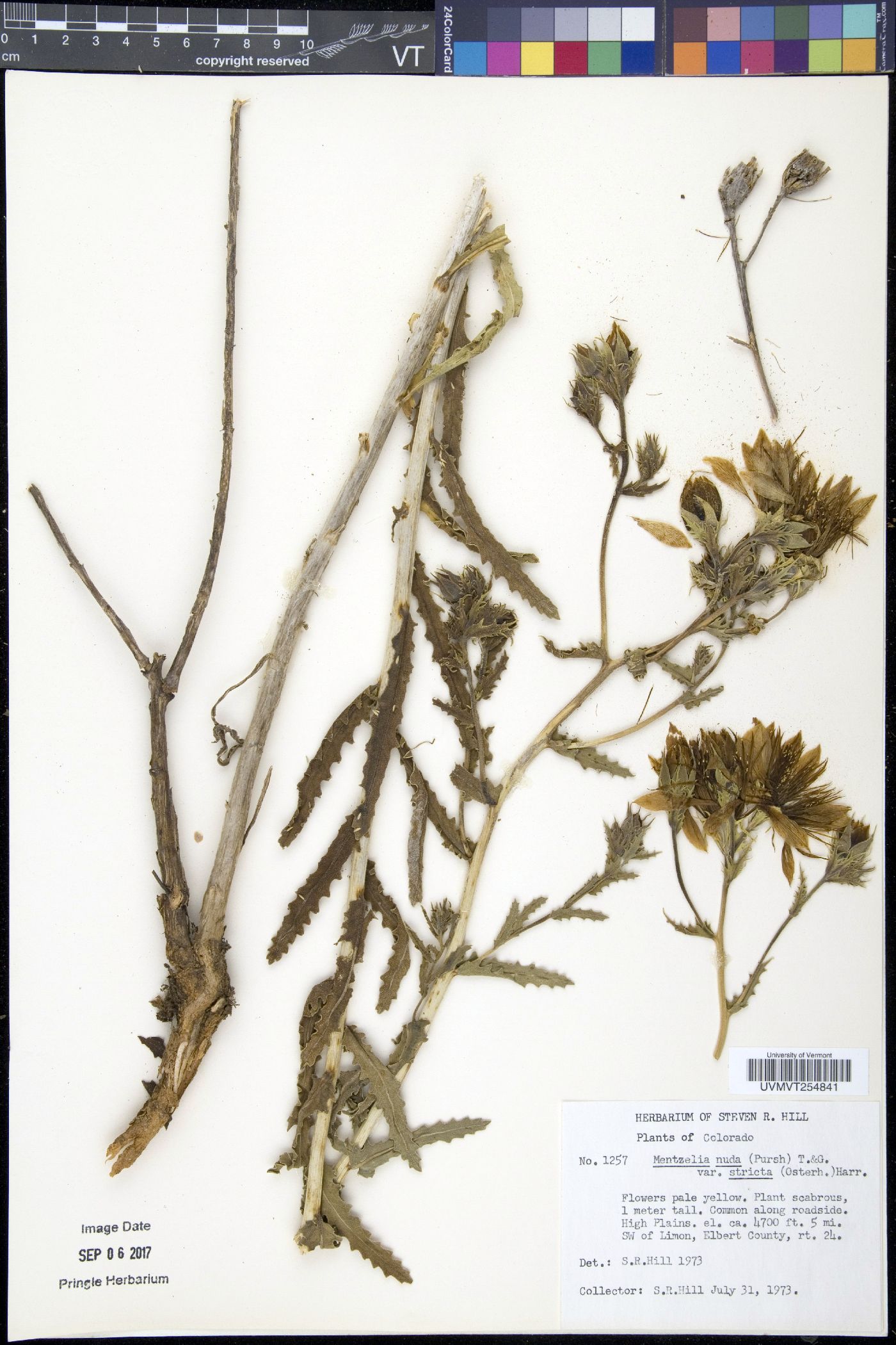 Mentzelia nuda var. stricta image