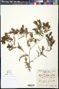 Mentzelia multiflora image