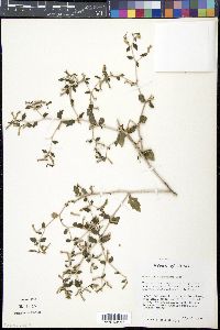 Mentzelia oligosperma image