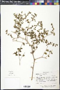 Mentzelia oligosperma image