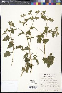 Mentzelia oligosperma image