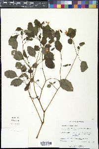 Impatiens biflora image