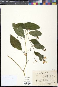 Impatiens pallida image