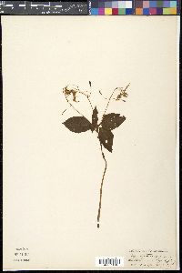 Impatiens leptoceras image
