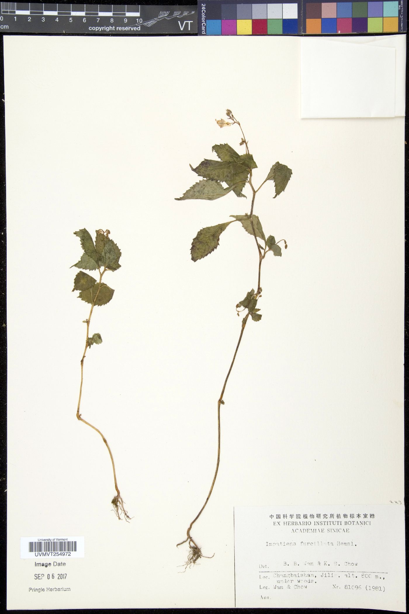 Impatiens furcillata image