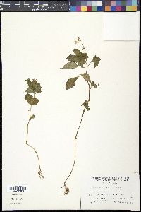 Media resource of Impatiens furcillata