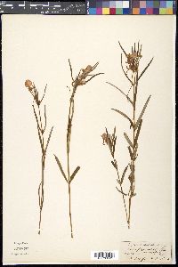 Impatiens chinensis image