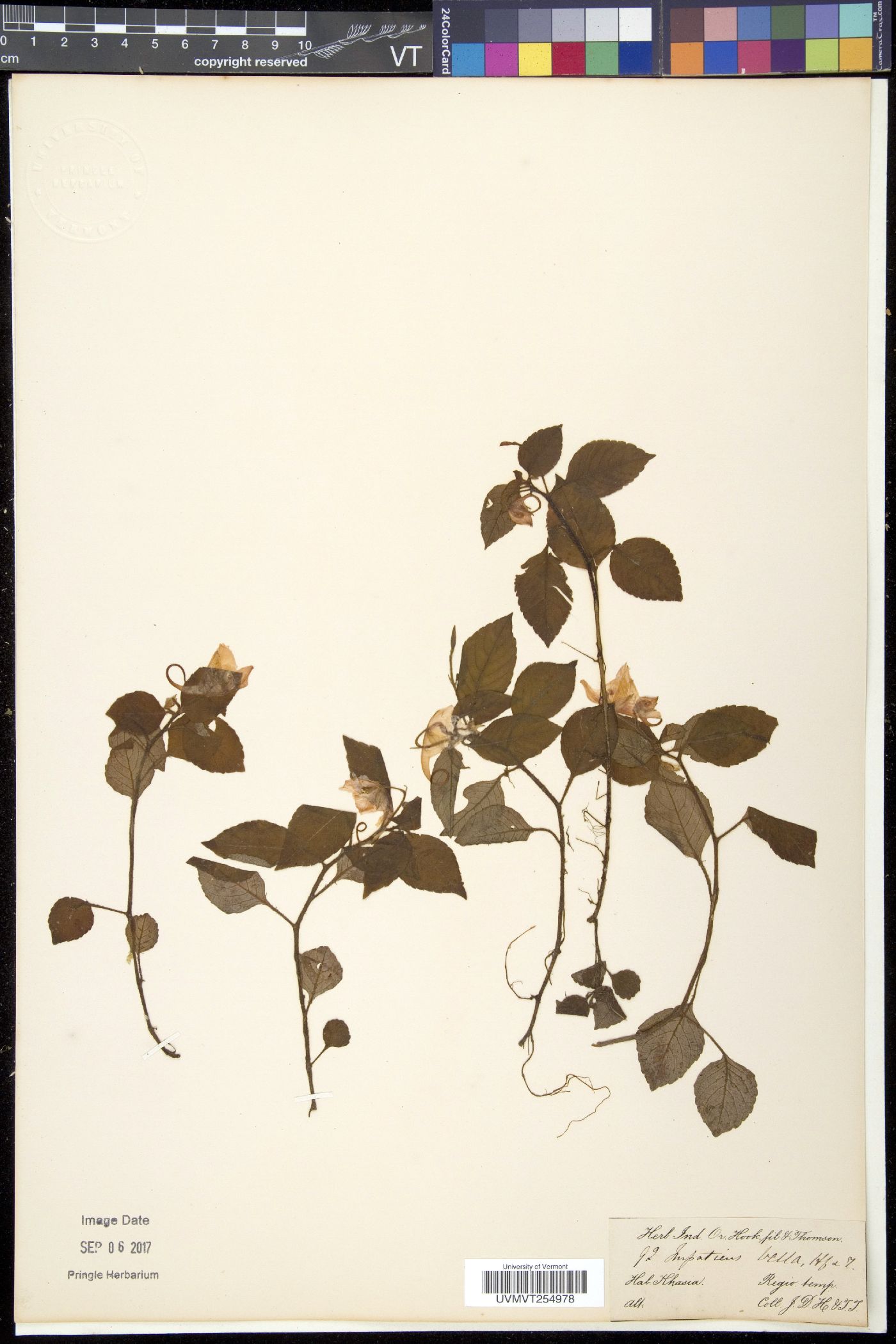 Impatiens porrecta image