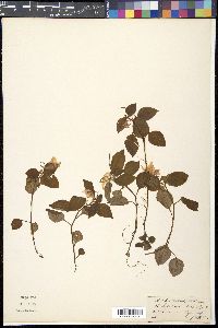 Impatiens porrecta image