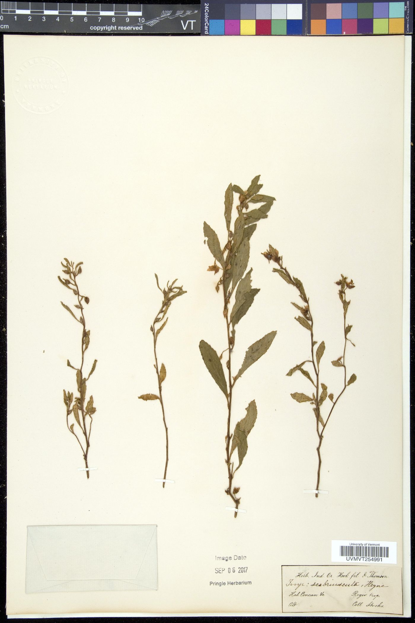 Impatiens scabriuscula image