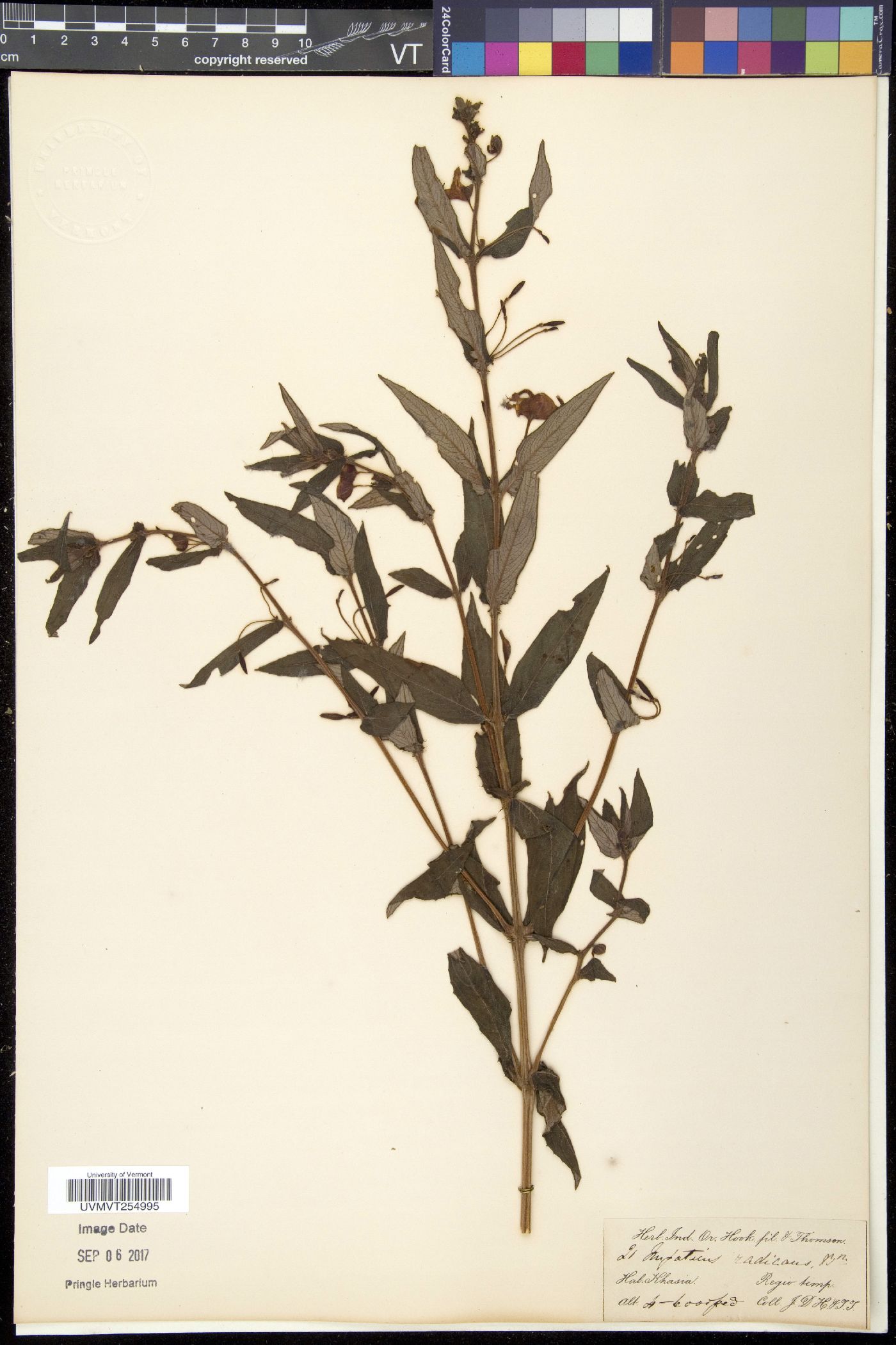 Impatiens radicans image