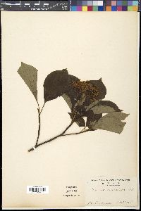Cornus macrophylla image