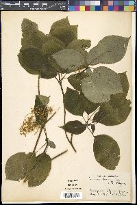 Cornus macrophylla image