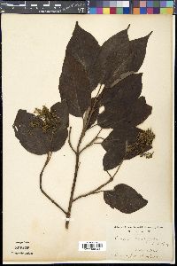 Cornus macrophylla image
