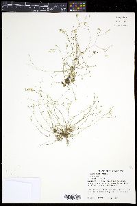 Arenaria patula image
