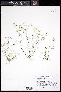 Arenaria patula image