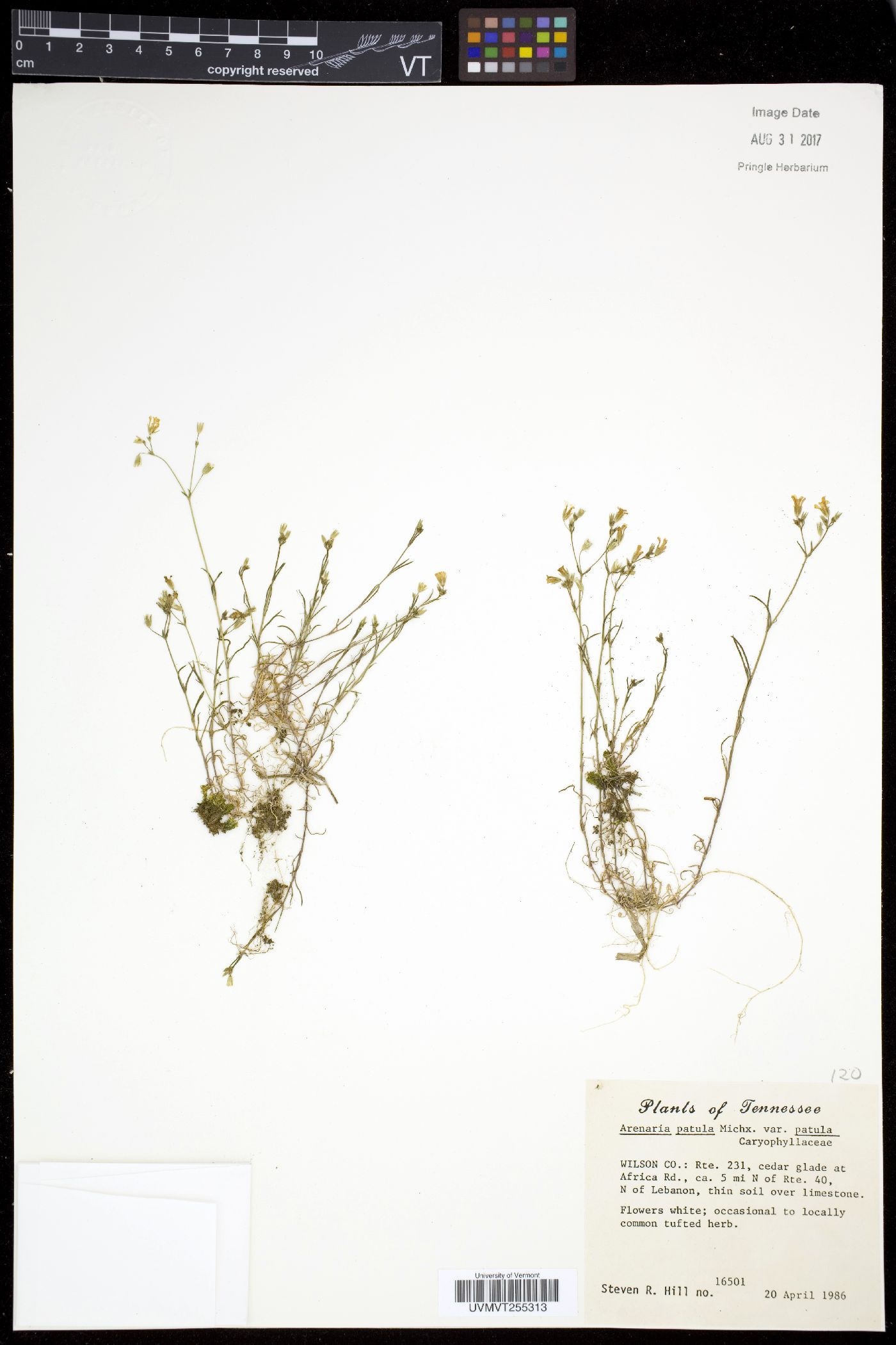 Arenaria patula var. patula image