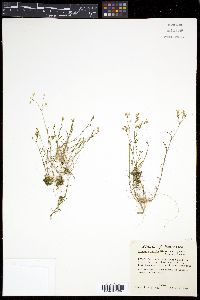 Arenaria patula image